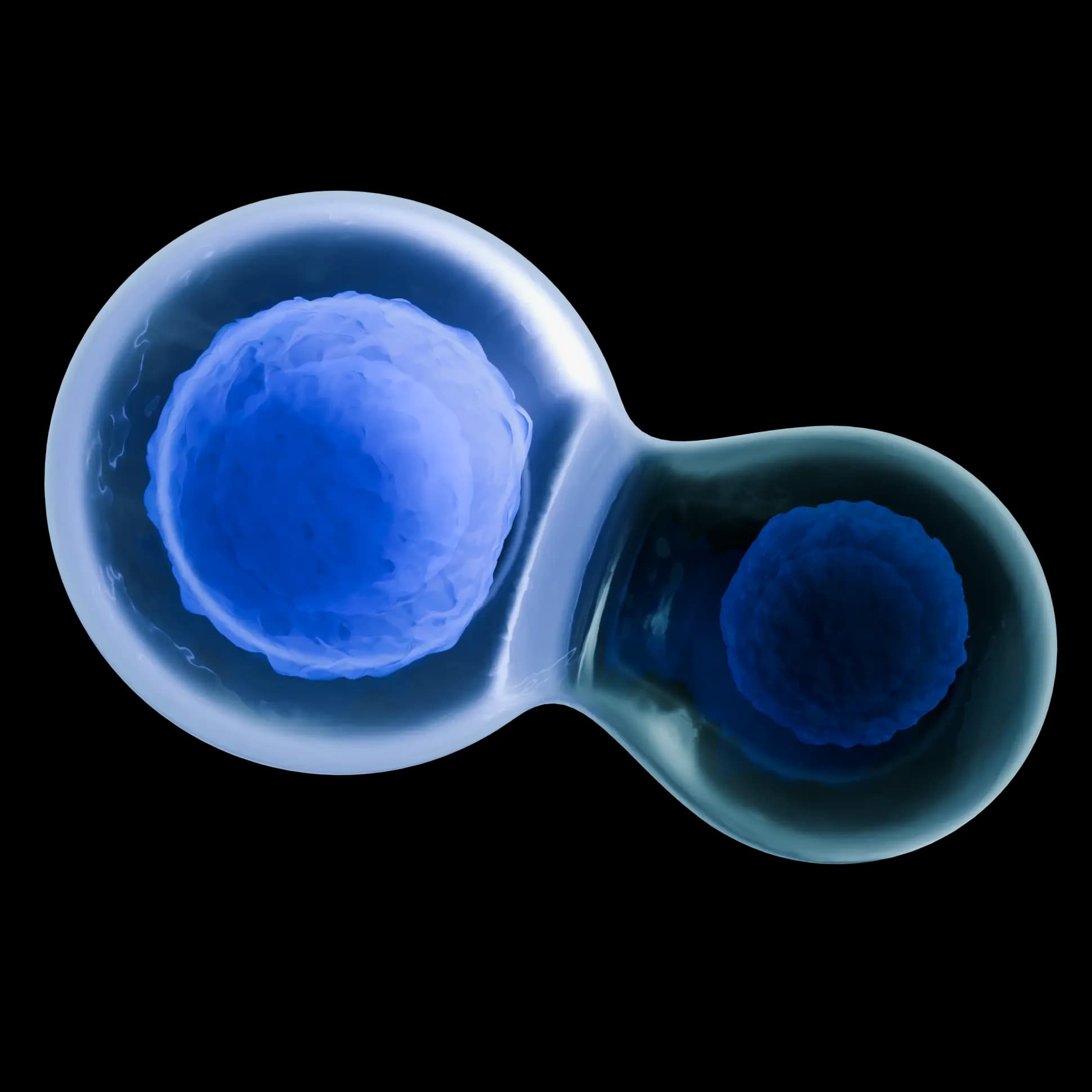 cells